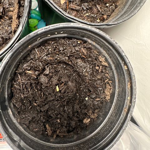 Royal Dwarf growlog timeline photo