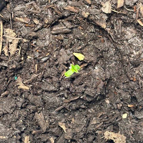 Royal Dwarf growlog timeline photo