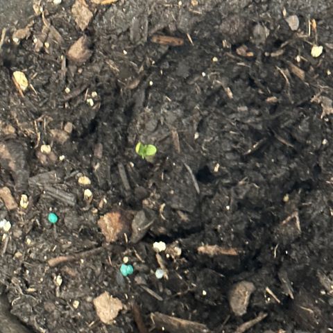 Royal Dwarf growlog timeline photo