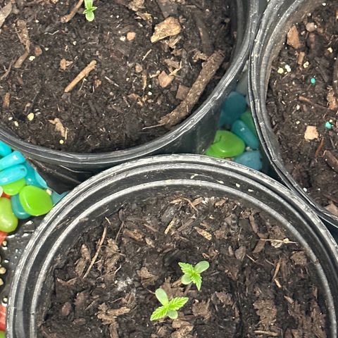 Royal Dwarf growlog timeline photo