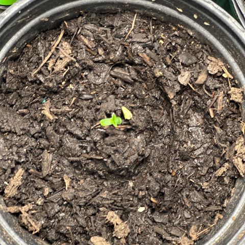 Royal Dwarf growlog timeline photo