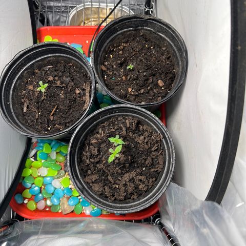 Royal Dwarf growlog timeline photo