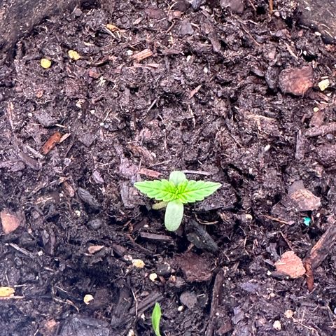 Royal Dwarf growlog photo: Used neem oil and checked for pests 