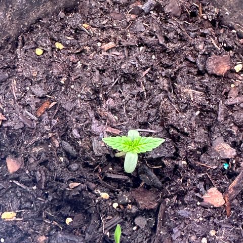 Royal Dwarf growlog photo: Used neem oil and checked for pests 