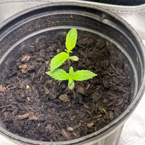 Royal Dwarf growlog photo: Used neem oil and checked for pests 