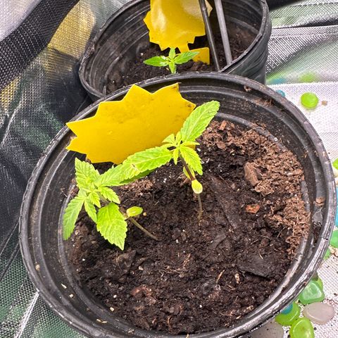 Royal Dwarf growlog timeline photo