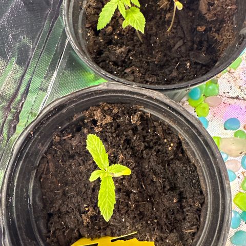 Royal Dwarf growlog timeline photo