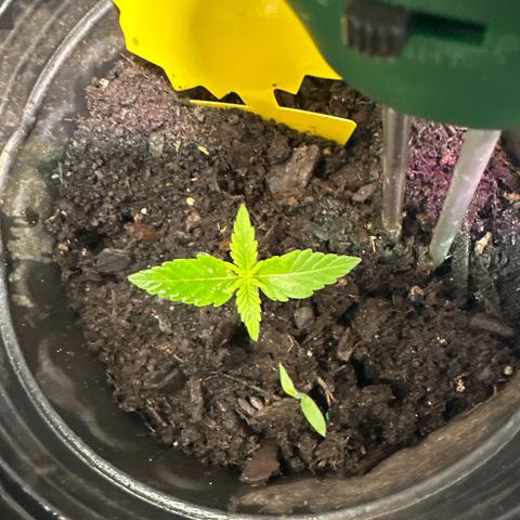 Royal Dwarf growlog timeline photo