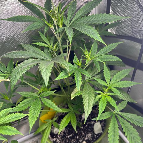 Royal Dwarf growlog photo: Most stressful plants 😂