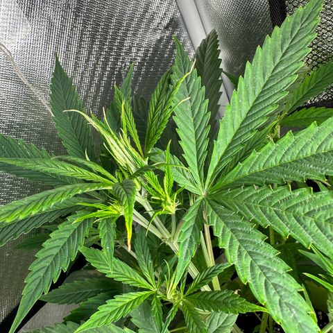 Royal Dwarf growlog photo: Most stressful plants 😂