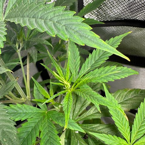Royal Dwarf growlog photo: Most stressful plants 😂