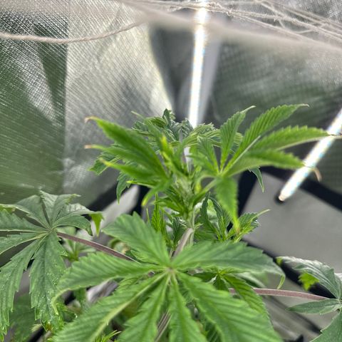 Royal Dwarf growlog photo: Most stressful plants 😂