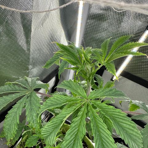 Royal Dwarf growlog photo: Most stressful plants 😂