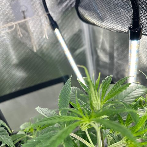 Royal Dwarf growlog photo: Most stressful plants 😂