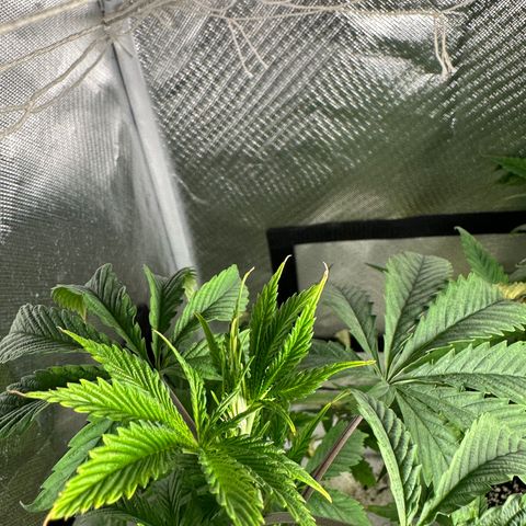 Royal Dwarf growlog photo: Most stressful plants 😂