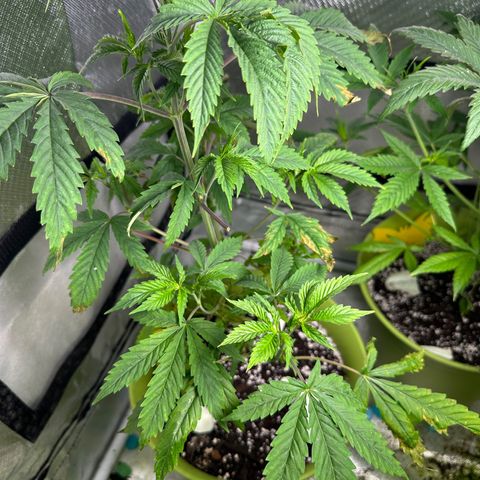 Royal Dwarf growlog photo: Most stressful plants 😂