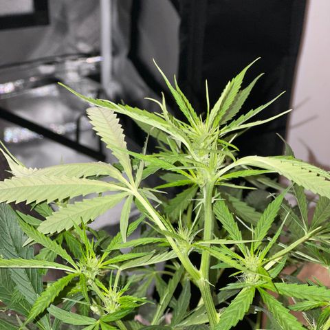 Royal Dwarf growlog timeline photo