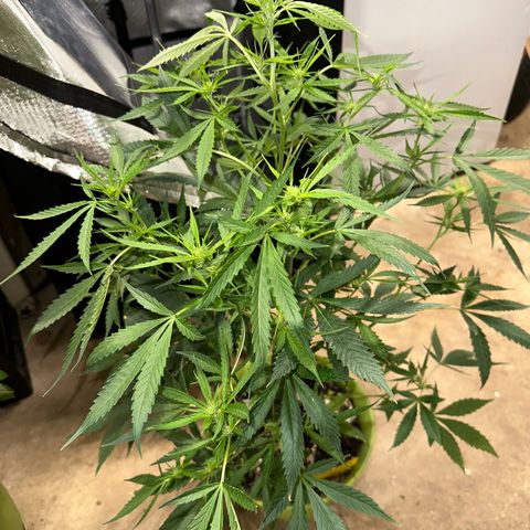 Royal Dwarf growlog timeline photo