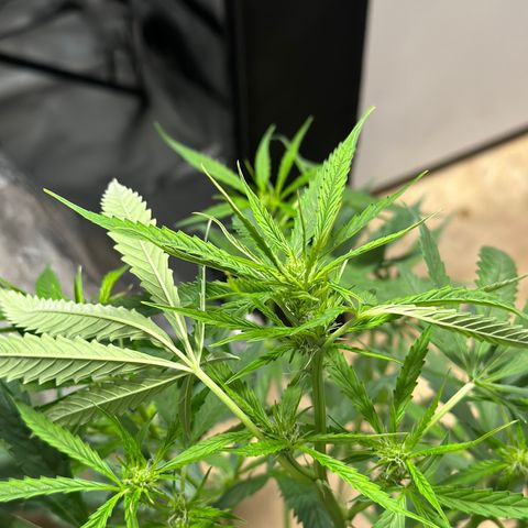 Royal Dwarf growlog timeline photo