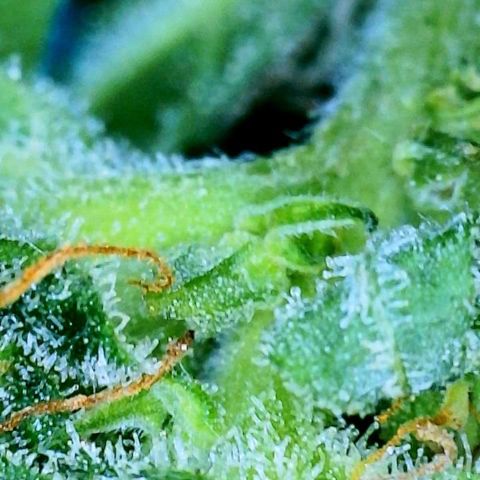 Royal Dwarf growlog photo: Getting ready to dry!