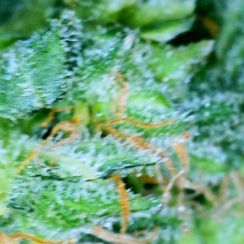Royal Dwarf growlog photo: Getting ready to dry!