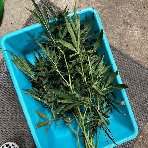 Royal Dwarf growlog photo: Getting ready to dry!