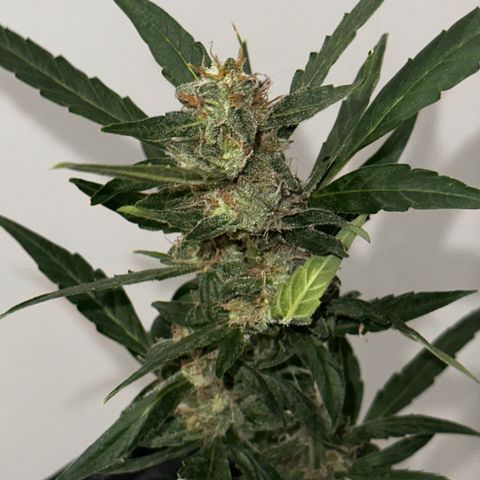 Royal Dwarf growlog photo: Getting ready to dry!