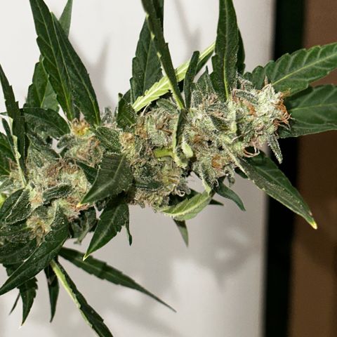 Royal Dwarf growlog photo: Getting ready to dry!