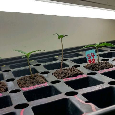 Cream cookies autoflower by fastbuds  growlog photo: The tall one 