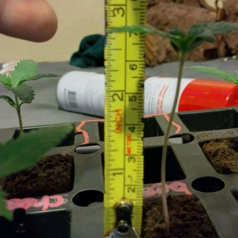 Cream cookies autoflower by fastbuds  growlog photo: Very tall little seedling fastbuds genetics should be fun to grow