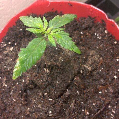 Cream cookies autoflower by fastbuds  growlog photo: Transplanted the root riot cube with the cream cookies autoflower by fastbuds seedling into soil container 