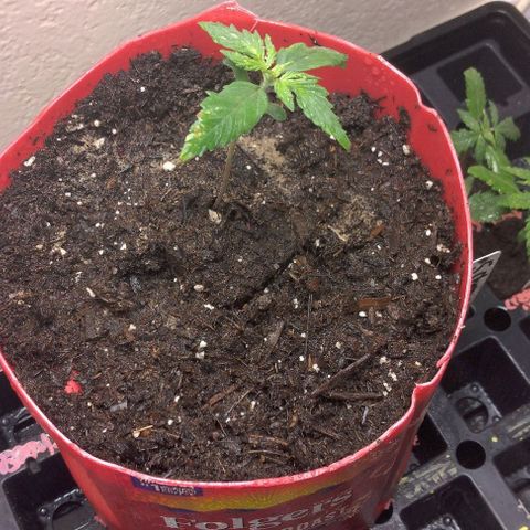 Cream cookies autoflower by fastbuds  growlog photo: Transplanted the root riot cube with the cream cookies autoflower by fastbuds seedling into soil container 