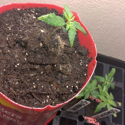 Cream cookies autoflower by fastbuds  growlog timeline photo