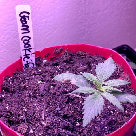 Cream cookies autoflower by fastbuds  growlog photo: Starting to grow vertically