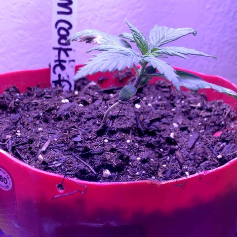 Cream cookies autoflower by fastbuds  growlog photo: Starting to grow vertically