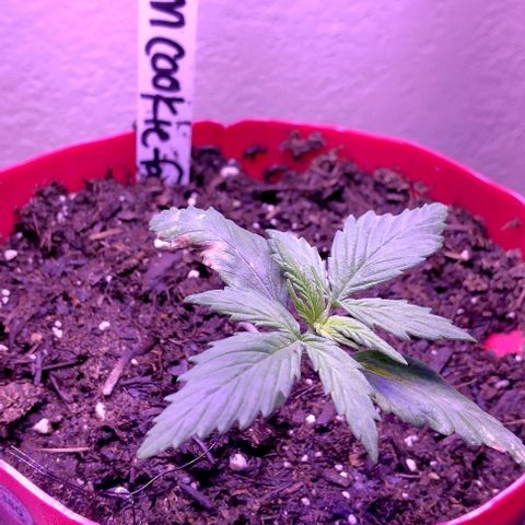 Cream cookies autoflower by fastbuds  growlog photo: Starting to grow vertically