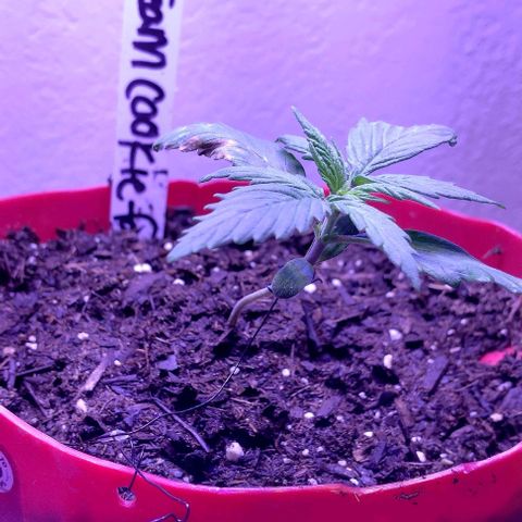Cream cookies autoflower by fastbuds  growlog timeline photo