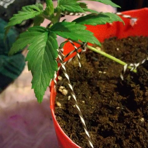 Cream cookies autoflower by fastbuds  growlog photo: Low stress training 