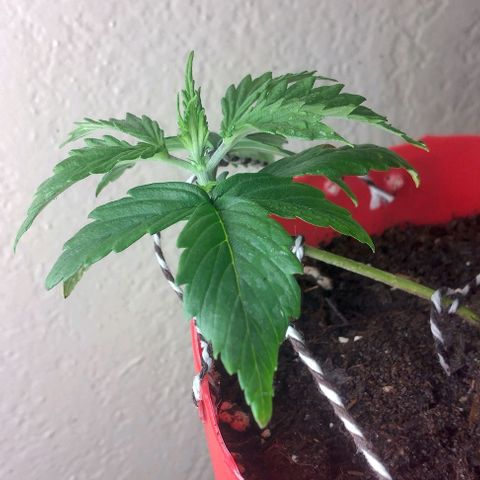 Cream cookies autoflower by fastbuds  growlog photo: Low stress training 