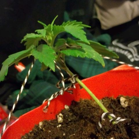 Cream cookies autoflower by fastbuds  growlog photo: Low stress training looking great just after a single day the difference is remarkable already Thursday will be starting advance nutrients as well as big bud and bud candy 🍬 
