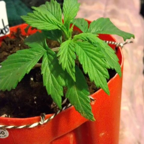 Cream cookies autoflower by fastbuds  growlog photo: Low stress training looking great just after a single day the difference is remarkable already Thursday will be starting advance nutrients as well as big bud and bud candy 🍬 