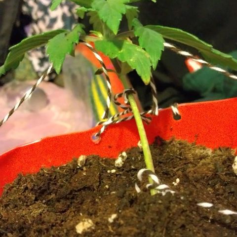 Cream cookies autoflower by fastbuds  growlog photo: Low stress training looking great just after a single day the difference is remarkable already Thursday will be starting advance nutrients as well as big bud and bud candy 🍬 