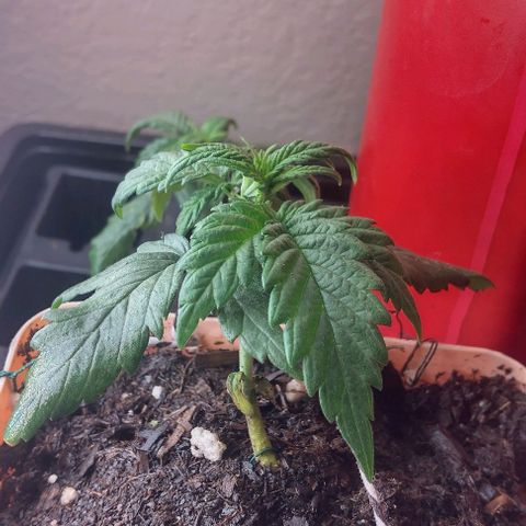 Cream cookies autoflower by fastbuds  growlog photo: Low stress training looking great just after a single day the difference is remarkable already Thursday will be starting advance nutrients as well as big bud and bud candy 🍬 