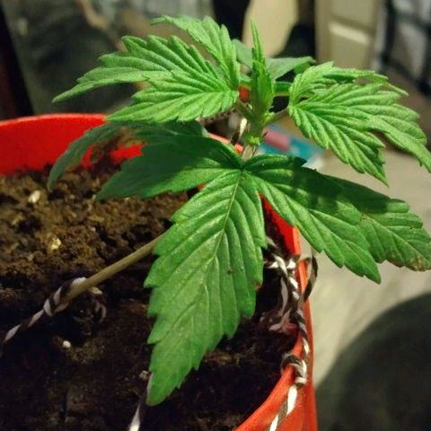 Cream cookies autoflower by fastbuds  growlog photo: Low stress training looking great just after a single day the difference is remarkable already Thursday will be starting advance nutrients as well as big bud and bud candy 🍬 