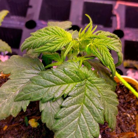 Cream cookies autoflower by fastbuds  growlog photo: Looking great