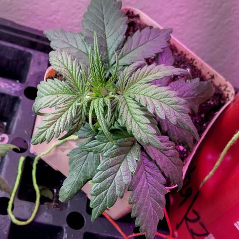 Cream cookies autoflower by fastbuds  growlog photo: Looking great