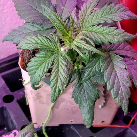 Cream cookies autoflower by fastbuds  growlog photo: Looking great