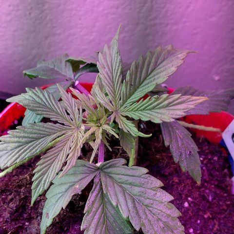Cream cookies autoflower by fastbuds  growlog photo: Looking great