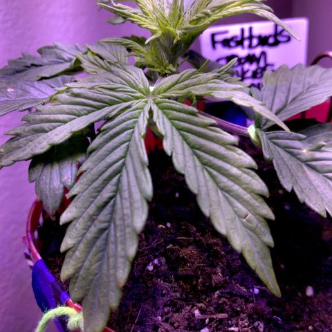 Cream cookies autoflower by fastbuds  growlog photo: Coming along quickly and the structure of this plants is beautiful it's doing well with low stress training 