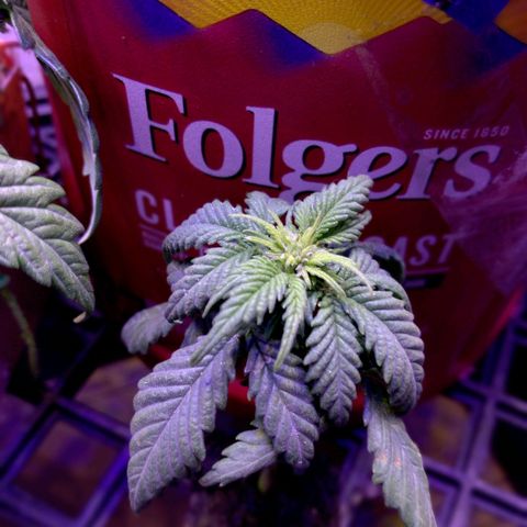 Cream cookies autoflower by fastbuds  growlog photo: Coming along quickly and the structure of this plants is beautiful it's doing well with low stress training 